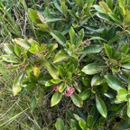 16. Forgesia racemosa Bois de Laurent Martin Esc alloniaceae Endémique La Réunion.jpeg